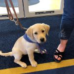 10 week old Leader Dog in training